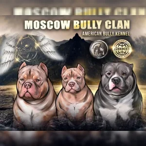 Moscowbullyclan